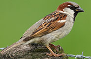 huismus-man-filip-de-ruwe185