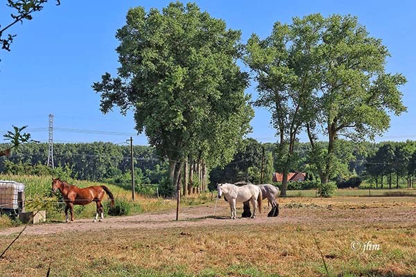 3 augustus &bull; Maldegem