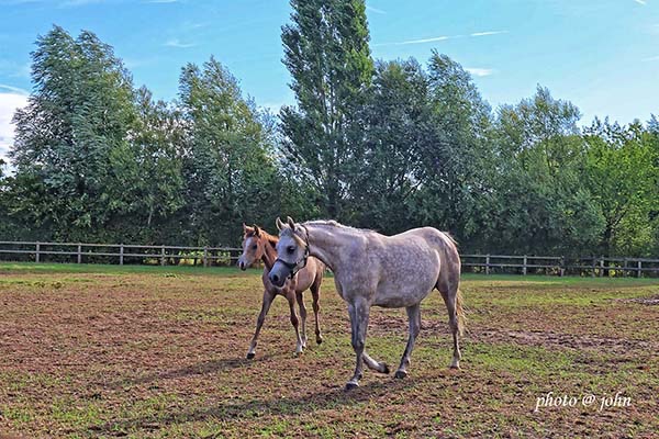 29 augustus &bull; Maldegem