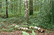 TorrebosBeheer2185