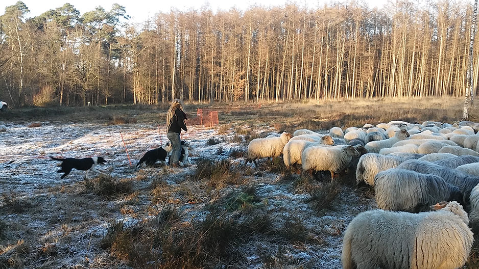 Schapen1_938