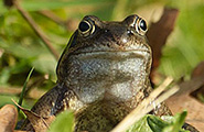Kikker2013_185