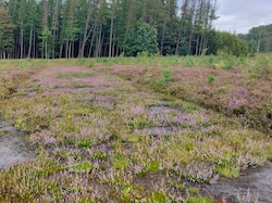 WandelingHeideB_250