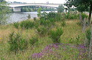 FloraKanaal185