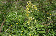 KattenbosFloraFaunaA185