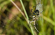 MaldegemveldFauna185