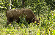 MaldegemveldBeheer185