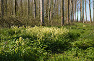 Kattenbos185