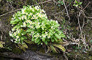 BurkelFlora185