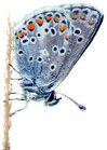 Ledenwerving_Vlinder_10-2021